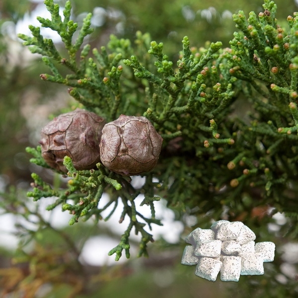 CYPRYS 50 g - kadzidło greckie - zdjęcie 2 - CYPRYS 50 g - kadzidło greckie